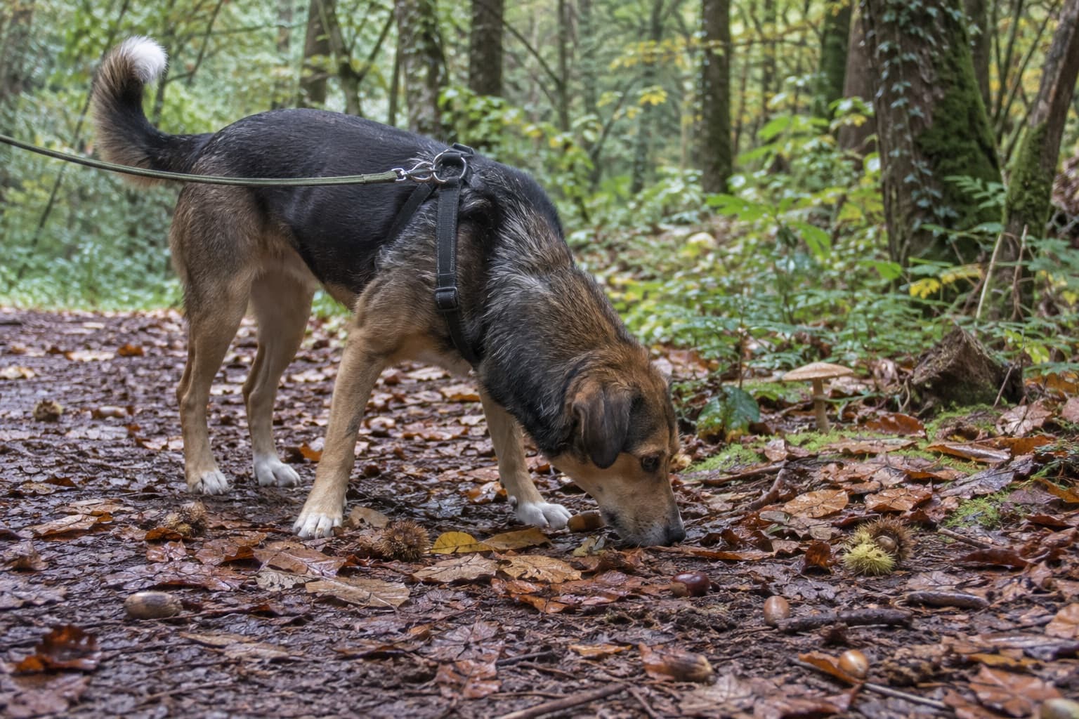 Un chien en laisse renifle les feuilles et les fruits tombés sur un chemin forestier