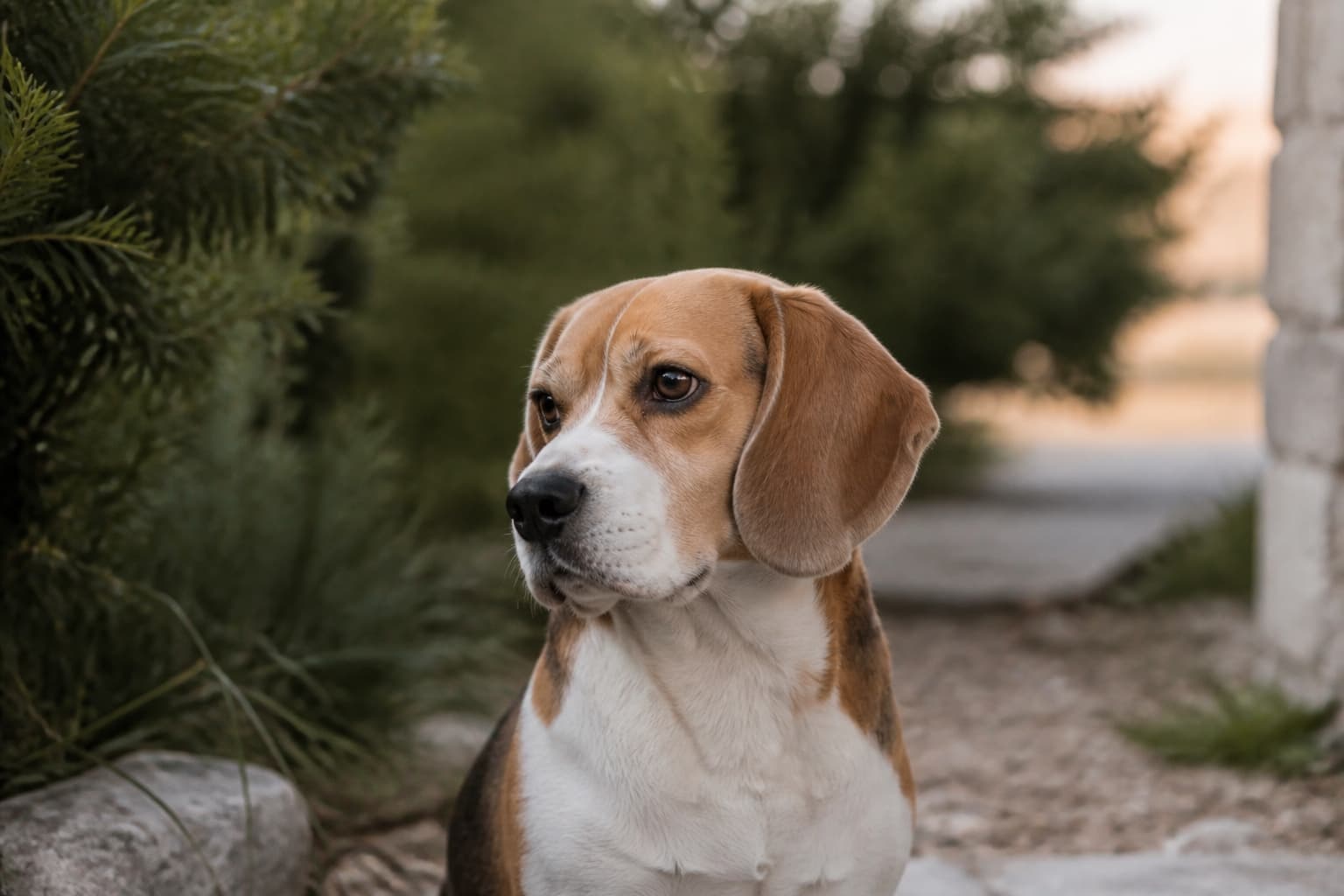 Portrait d'un beagle attentif, la tête tournée, sur un fond de végétation floue.