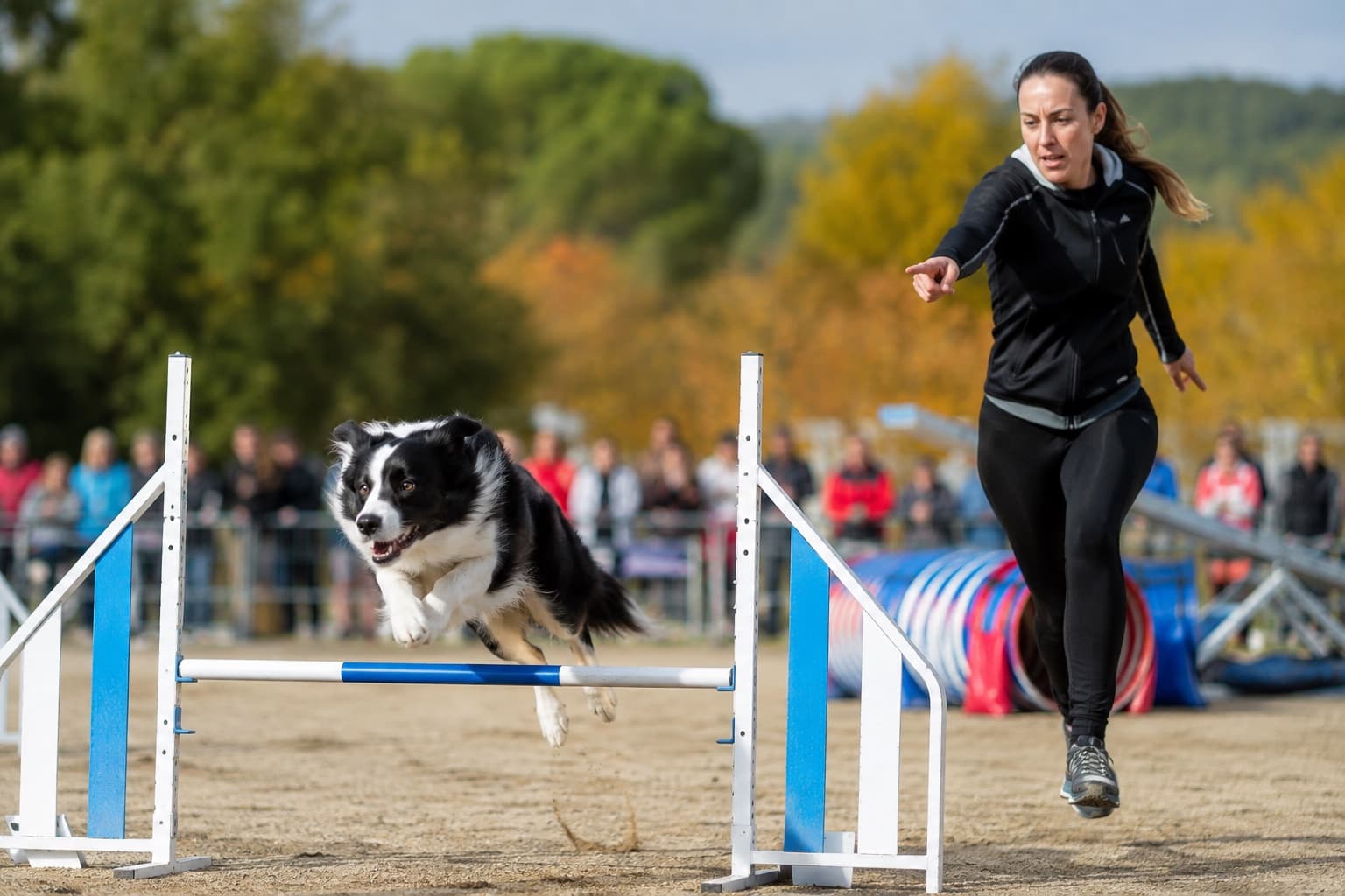 Chien franchissant une haie d'agility guidé par sa conductrice