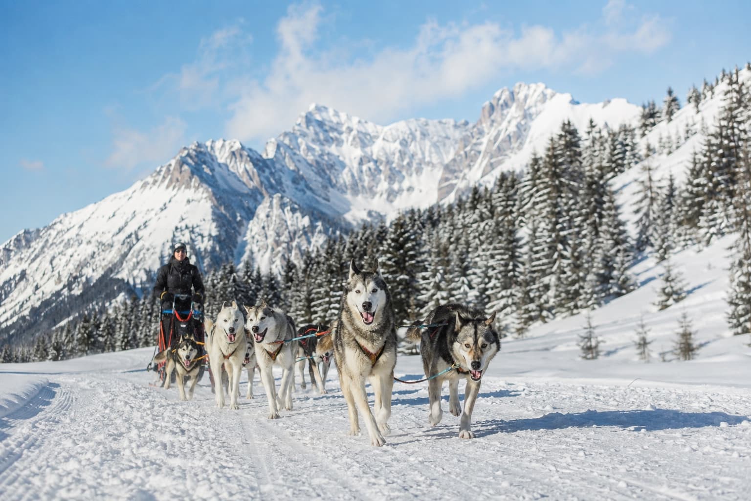 Attelage de chiens nordiques et musher avançant sur une piste enneigée dans les Alpes