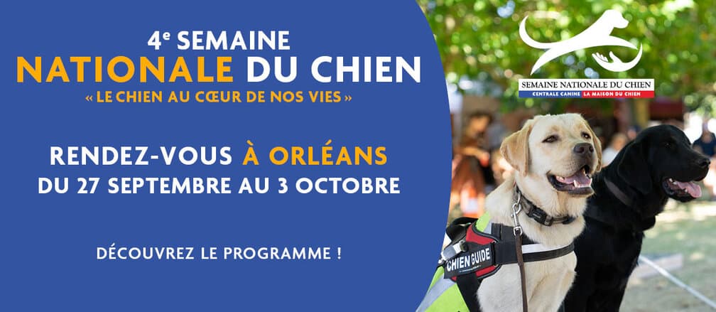 Visuel de la 4e Semaine nationale du chien, rendez-vous à Orléans du 27 septembre au 3 octobre, avec un labrador sable en harnais « chien guide » et un labrador noir.